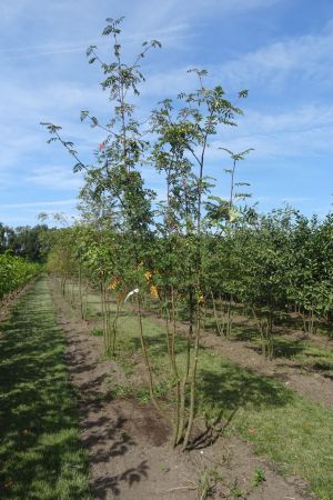 Sorbus-aucuparia-meerstam-300-350-2