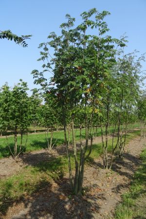 Sorbus-aucuparia-meerstam-350-400-2