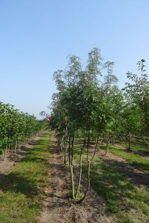 Sorbus-aucuparia-meerstam-350-400