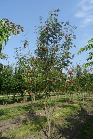Sorbus-aucuparia-meerstam-400-450
