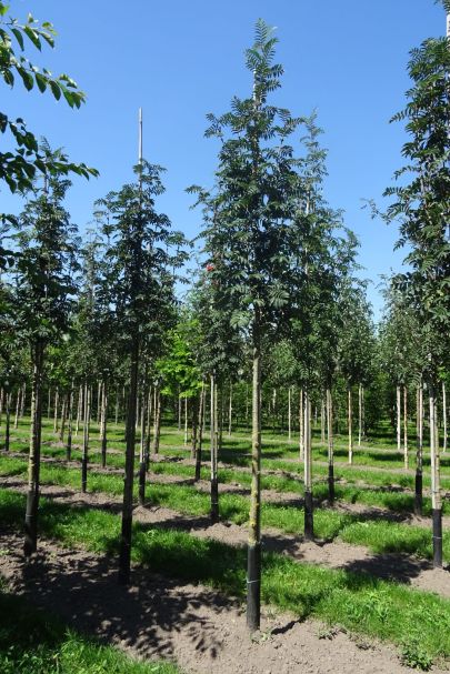 Sorbus aucuparia 'Sheerwater Seedling' HO