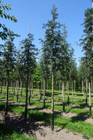 Sorbus-a-Sheerwater-Seedling-ho-12-16-2