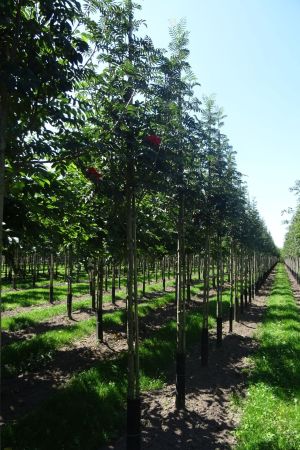 Sorbus-a-Sheerwater-Seedling-ho-12-16
