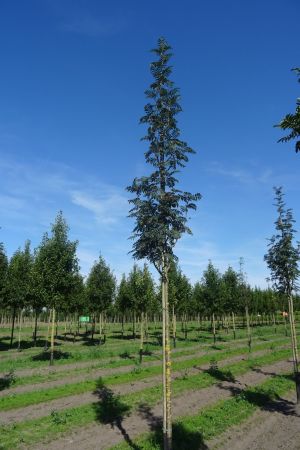 Sorbus-a-Sheerwater-Seedling-ho-14-18