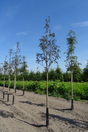 Sorbus-a-Sheerwater-Seedling-ho-14-16-18-2