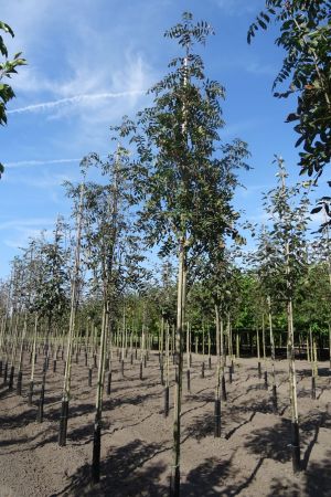 Sorbus-a-Sheerwater-Seedling-ho-14-16-18-3