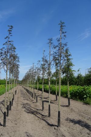 Sorbus-a-Sheerwater-Seedling-ho-14-16-18