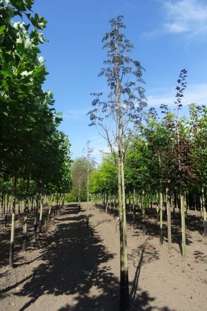 Sorbus-a-Sheerwater-Seedling-ho-16-18-20