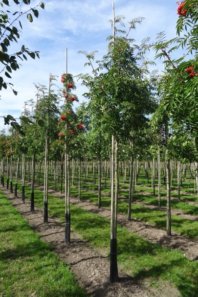 Sorbus 'Dodong' HO