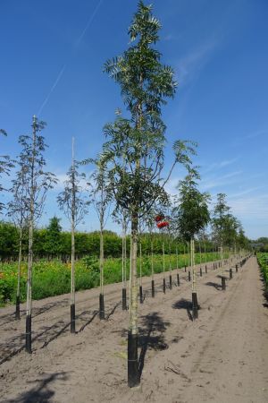 Sorbus-Dodong-ho-16-18-20