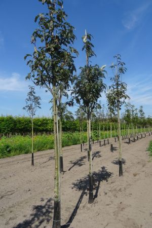 Sorbus-t-Fastigiata-ho-14-16-18-2