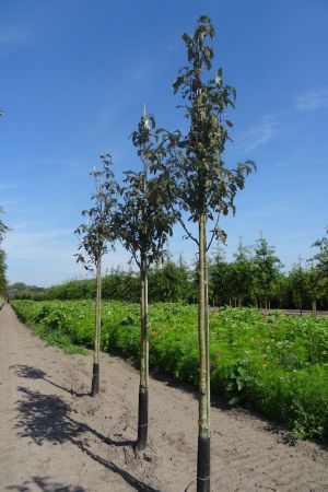 Sorbus-t-Fastigiata-ho-14-16-18