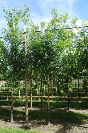 Styphnolobium-japonicum-ho-12-16-2