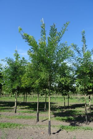 Styphnolobium-japonicum-ho-14-18