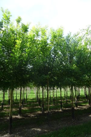 Styphnolobium-japonicum-ho-16-20-2