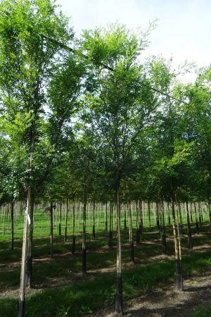 Styphnolobium-japonicum-ho-16-20