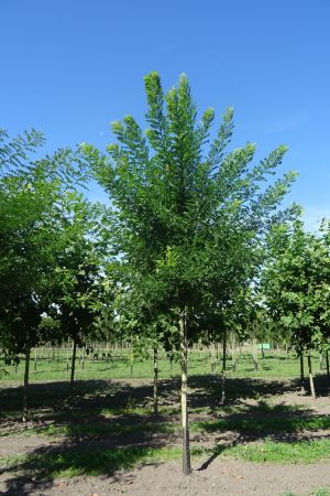 Styphnolobium-japonicum-ho-18-25