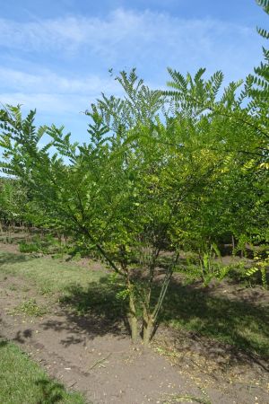 Styphnolobium-japonicum-meerstam-200-250