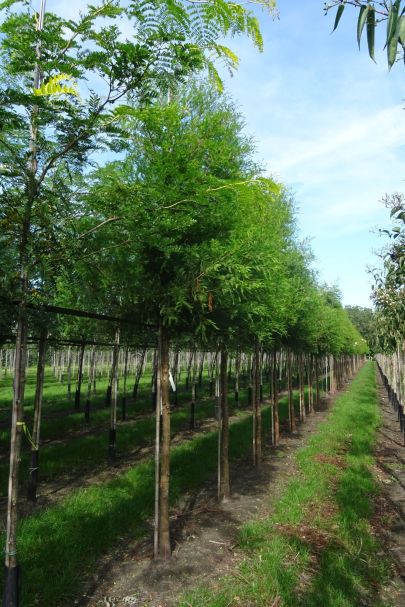 Taxodium distichum HO