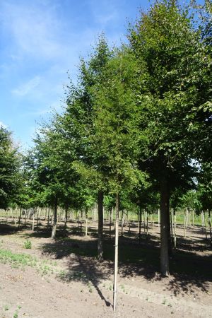 1_Taxodium-distichem-ho-18-25