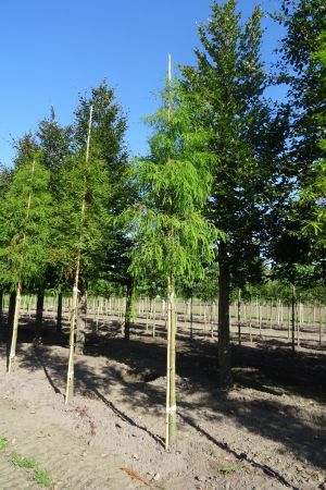 Taxodium-distichem-ho-14-16-18-2