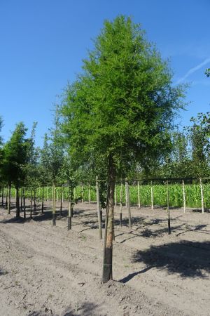 Taxodium-distichem-ho-25-30-35-2