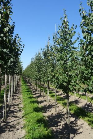 Tilia-c-Greenspire-geveerd