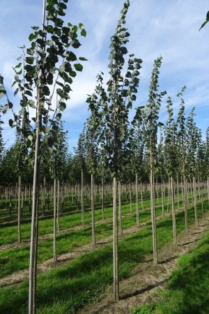 Tilia-c-Greenspire-ho-12-14-2