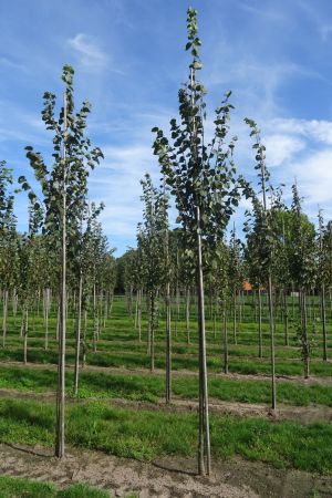 Tilia-c-Greenspire-ho-12-14