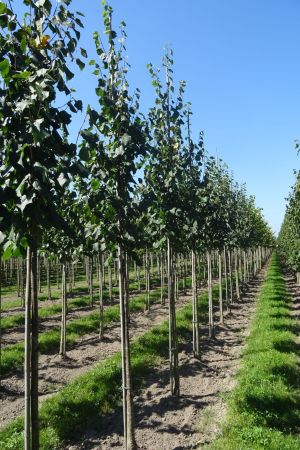 Tilia-c-Greenspire-ho-12-16-2