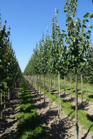 Tilia-c-Greenspire-ho-12-16
