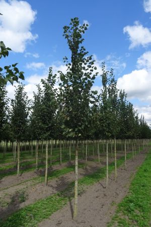 Tilia-c-Greenspire-ho-14-18