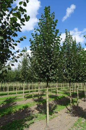 Tilia-c-Greenspire-ho-18-25