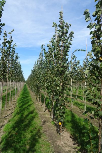 Tilia cordata 'Greenspire' GEV