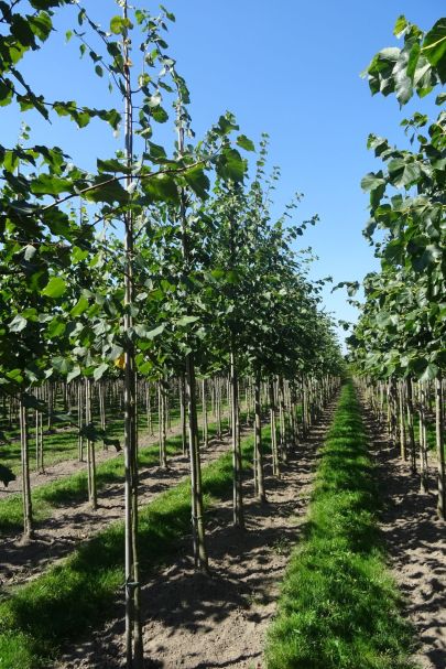 Tilia cordata HO