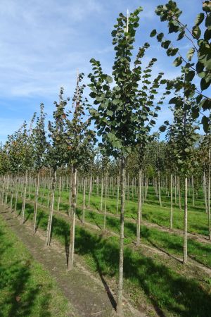 1_Tilia-cordata-ho-12-16