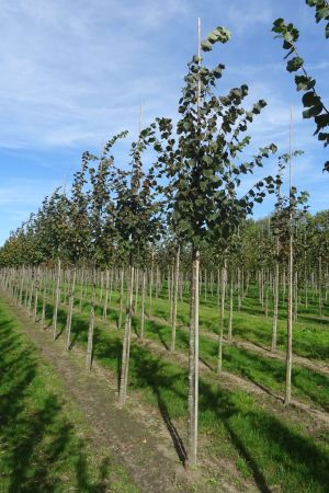 Tilia-c