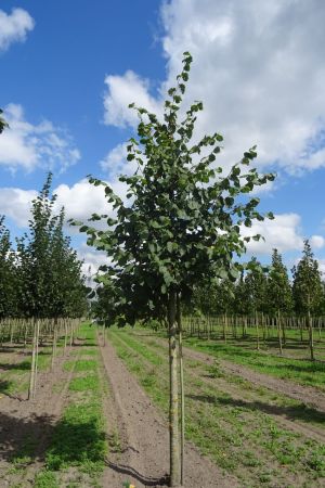 Tilia-cordata-ho-20-25