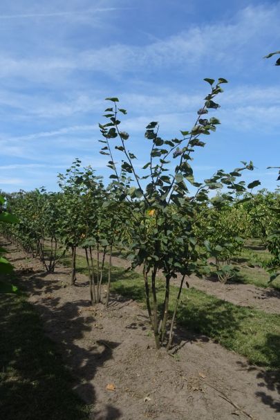 Tilia cordata MRSTAM