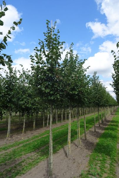 Tilia cordata 'Rancho' HO