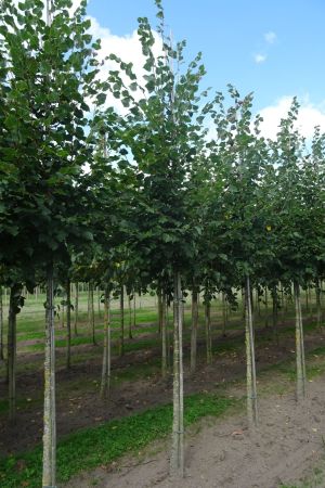 Tilia-c-Rancho-ho-14-18