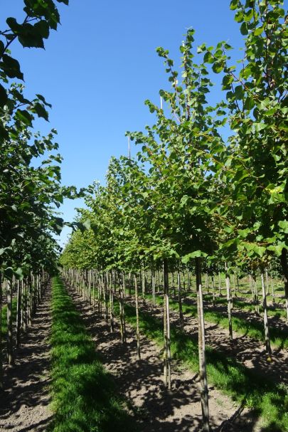 Tilia cordata 'Winter Orange' HO