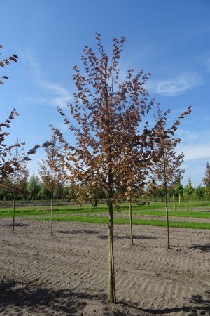 Tilia-cordata-ho-18-20-25