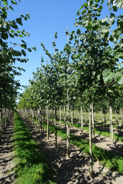 Tilia europaea 'Euchlora' HO