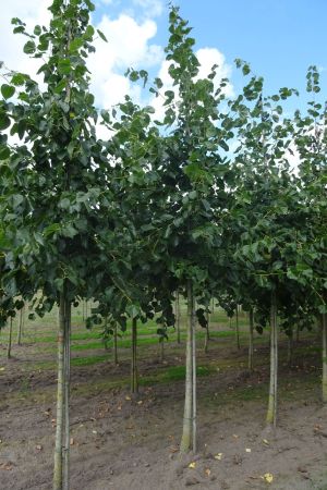 1_Tilia-e-Euchlora-ho-12-16