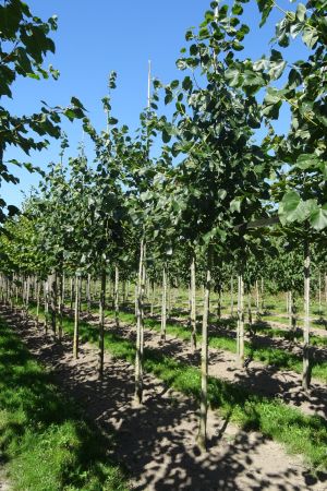 Tilia-e-Euchlora-ho-12-16