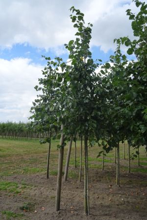 Tilia-e-Euchlora-ho-14-18