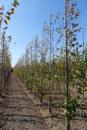 Tilia-e-Pallida-geveerd-12-14-16