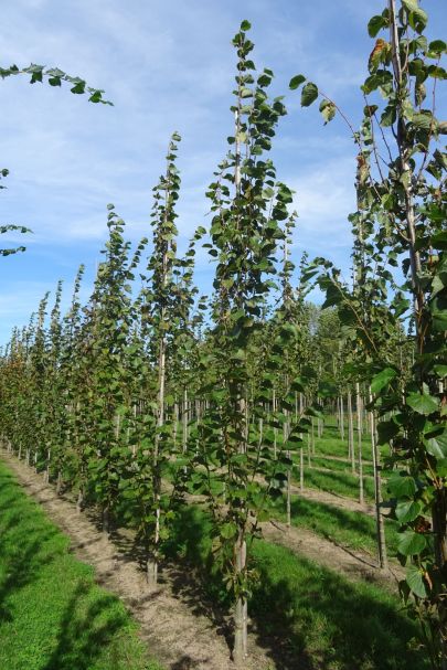 Tilia europaea 'Pallida' GEV
