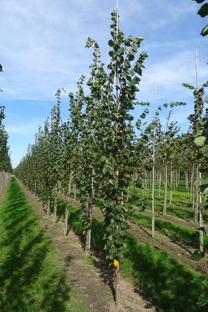 Tilia-e-Pallida-geveerd-12-16